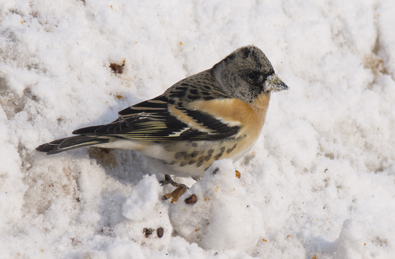 _DSC7662.JPG