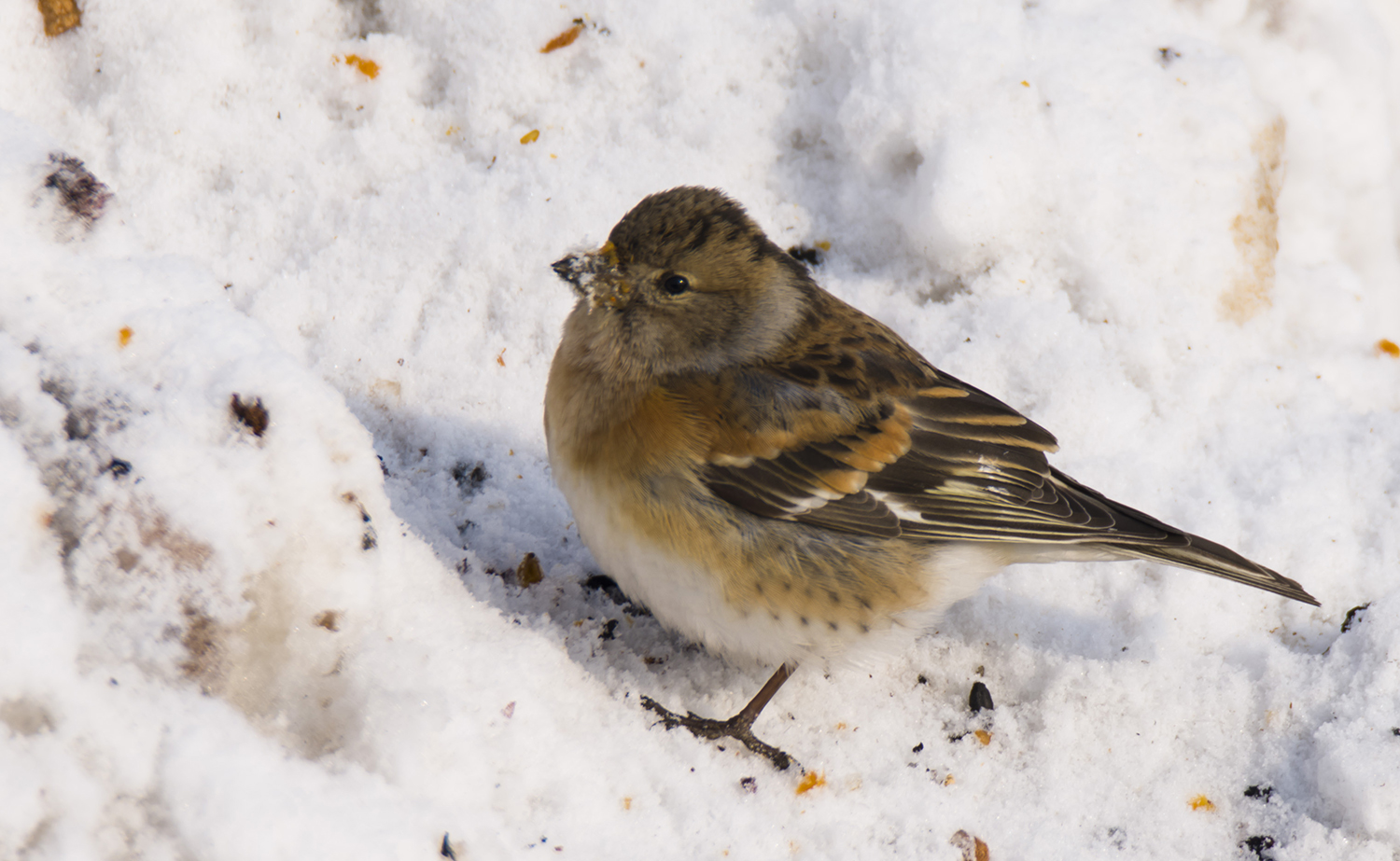 _DSC7653.JPG