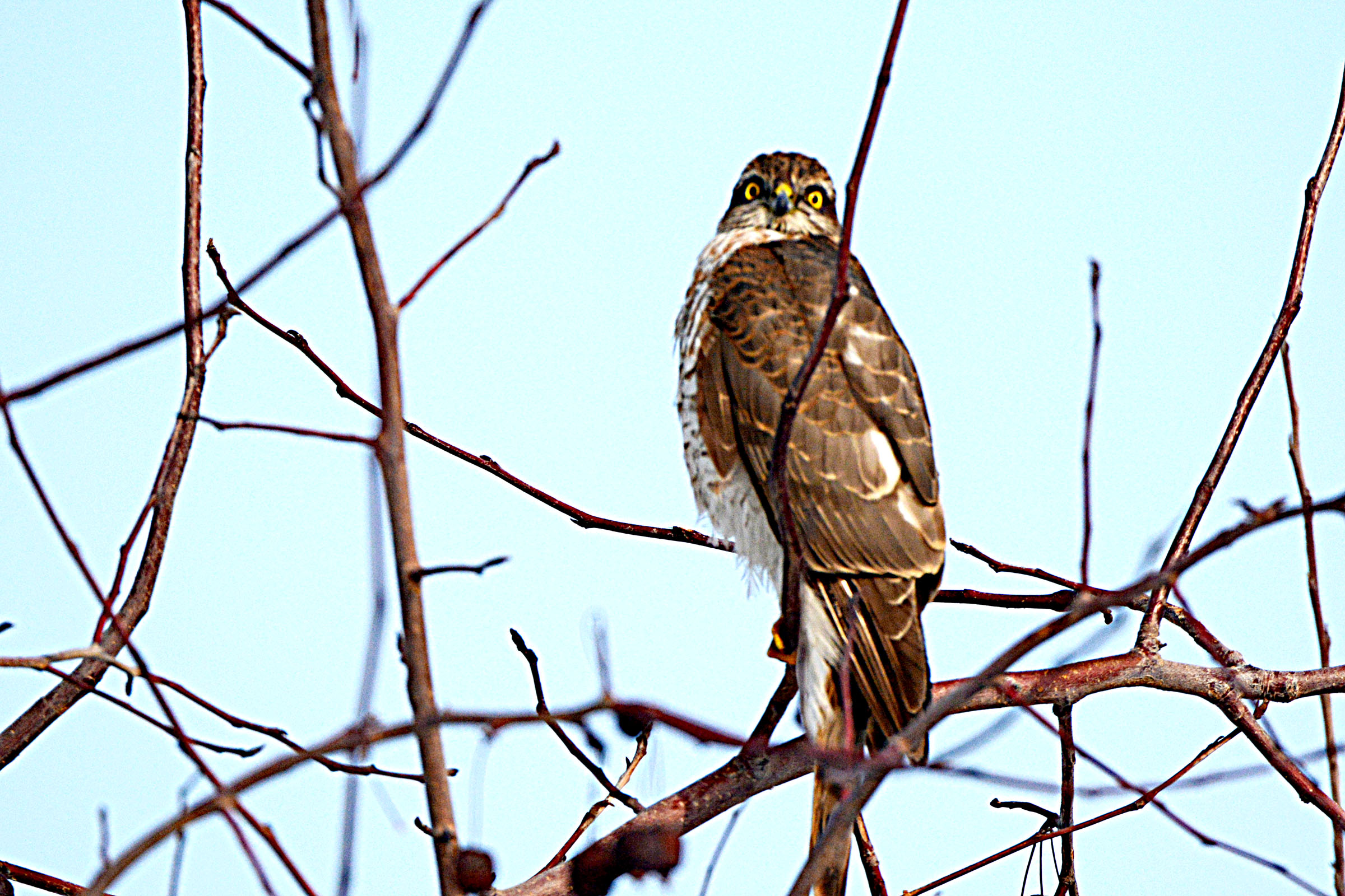 DSC_7087.jpg