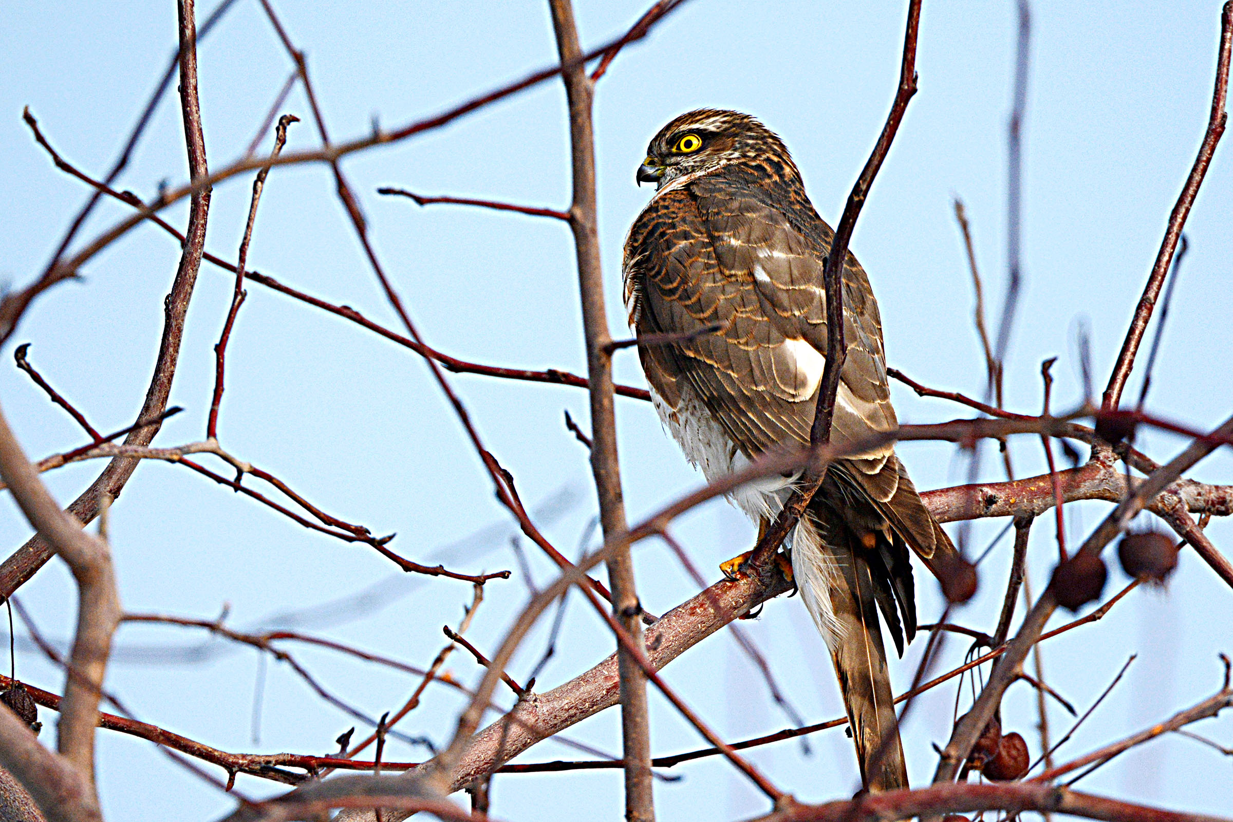 DSC_7106.jpg