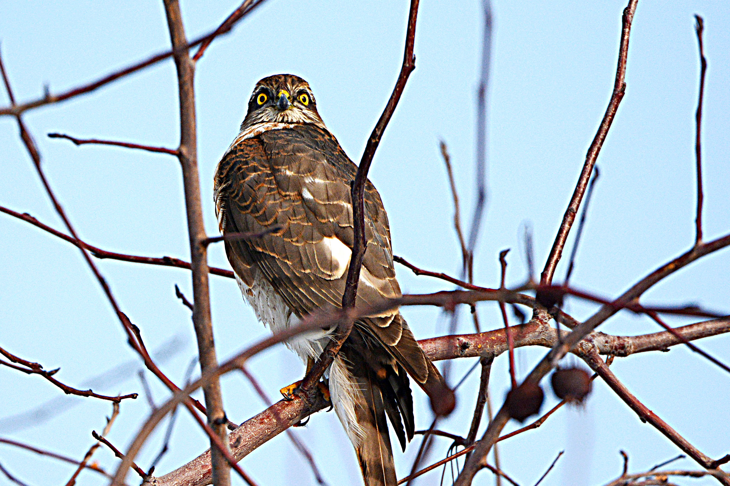 DSC_7107.jpg