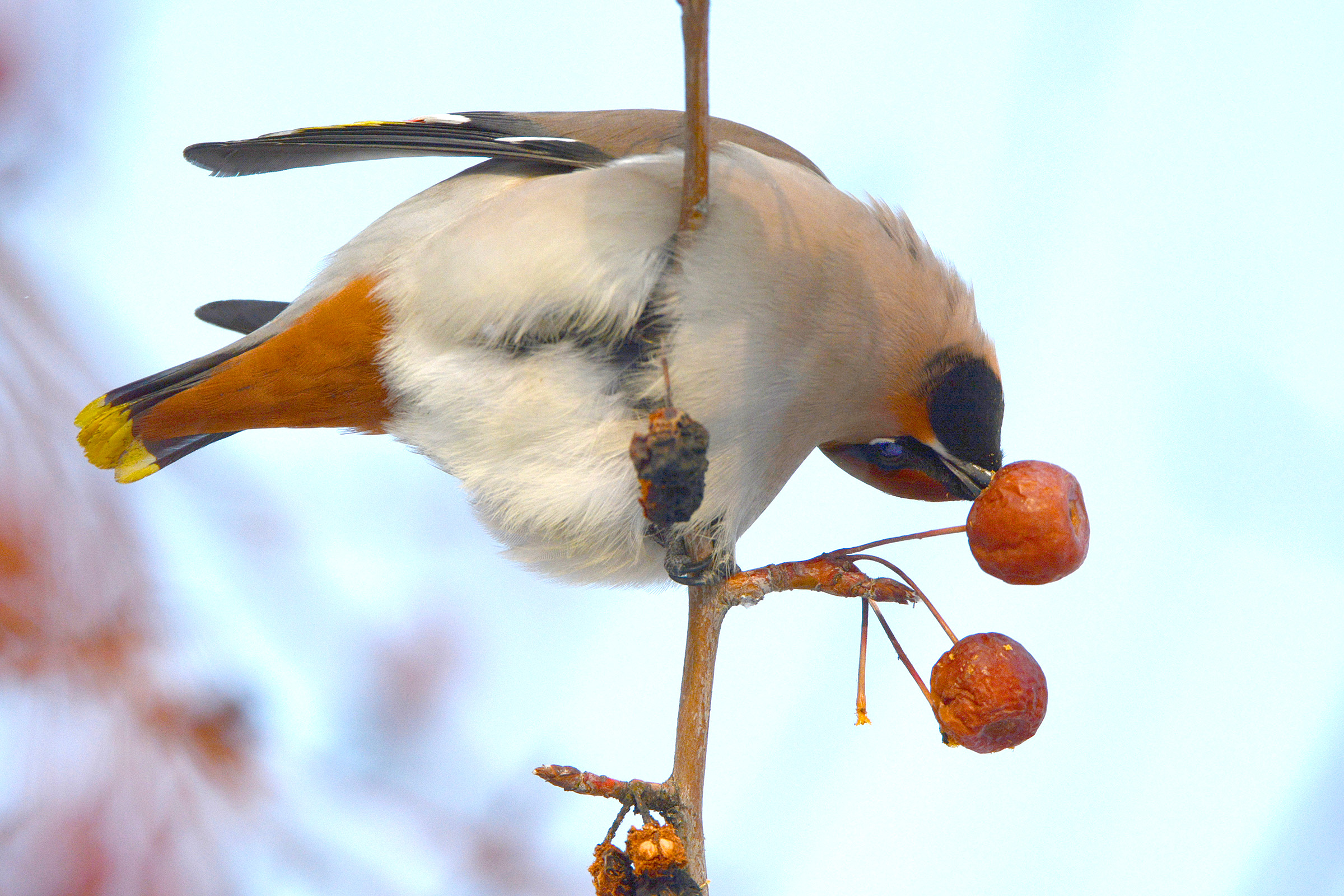 DSC_7179.jpg