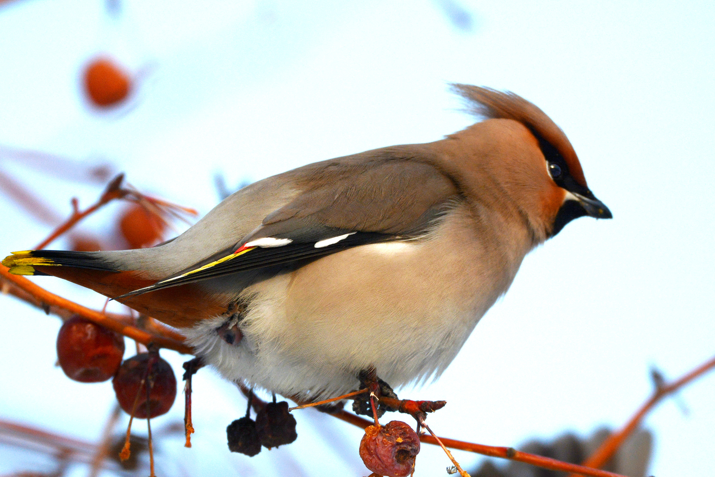 DSC_7196.jpg