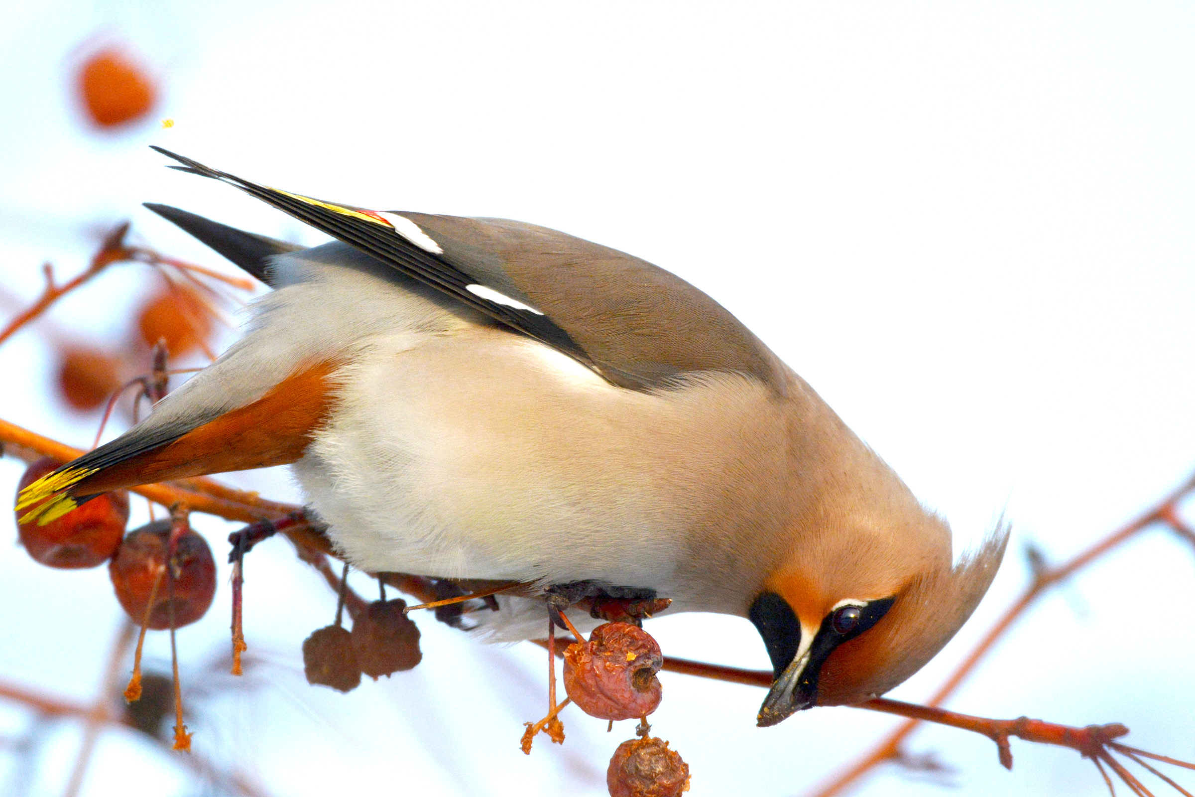 DSC_7187.jpg