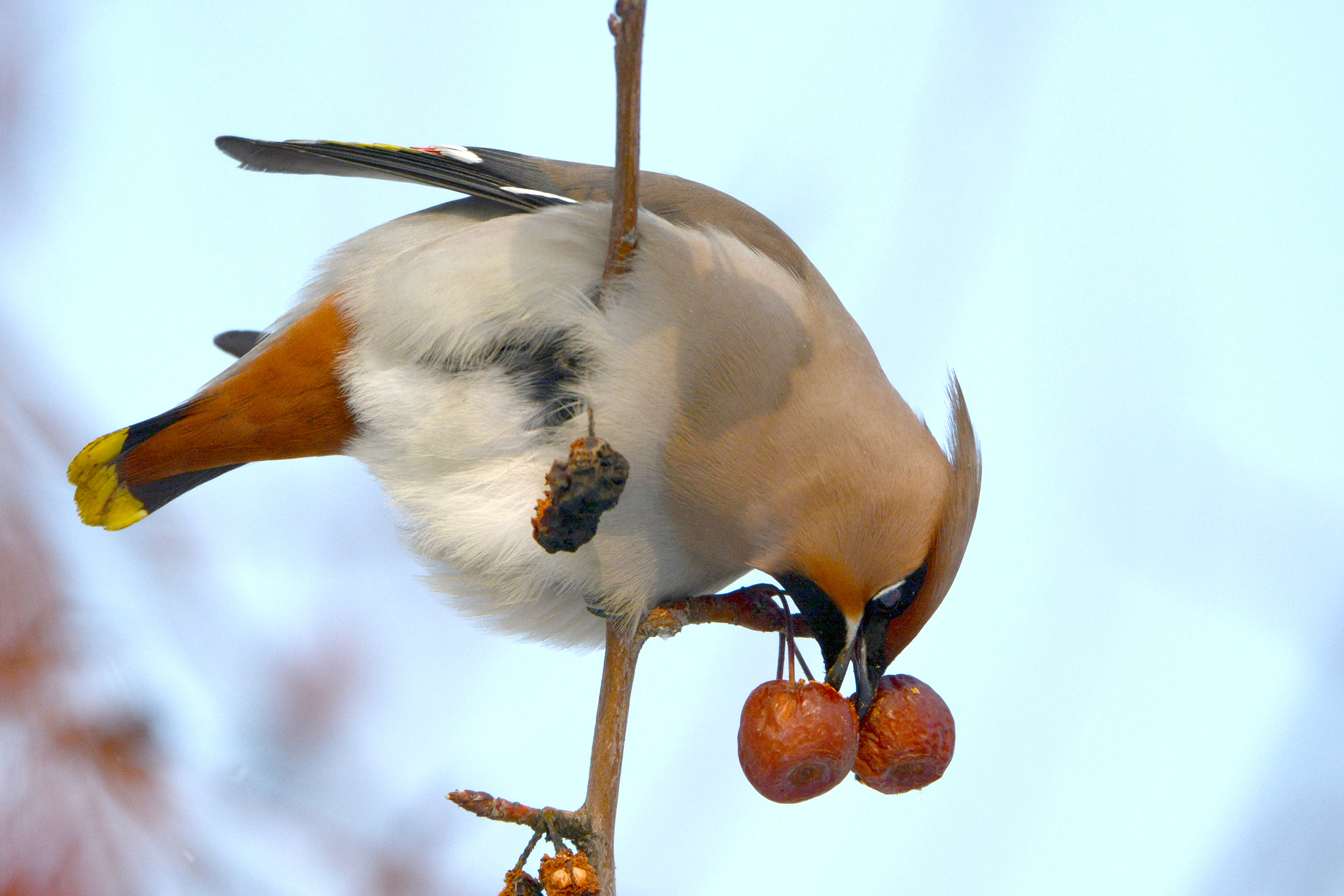 DSC_7181.jpg