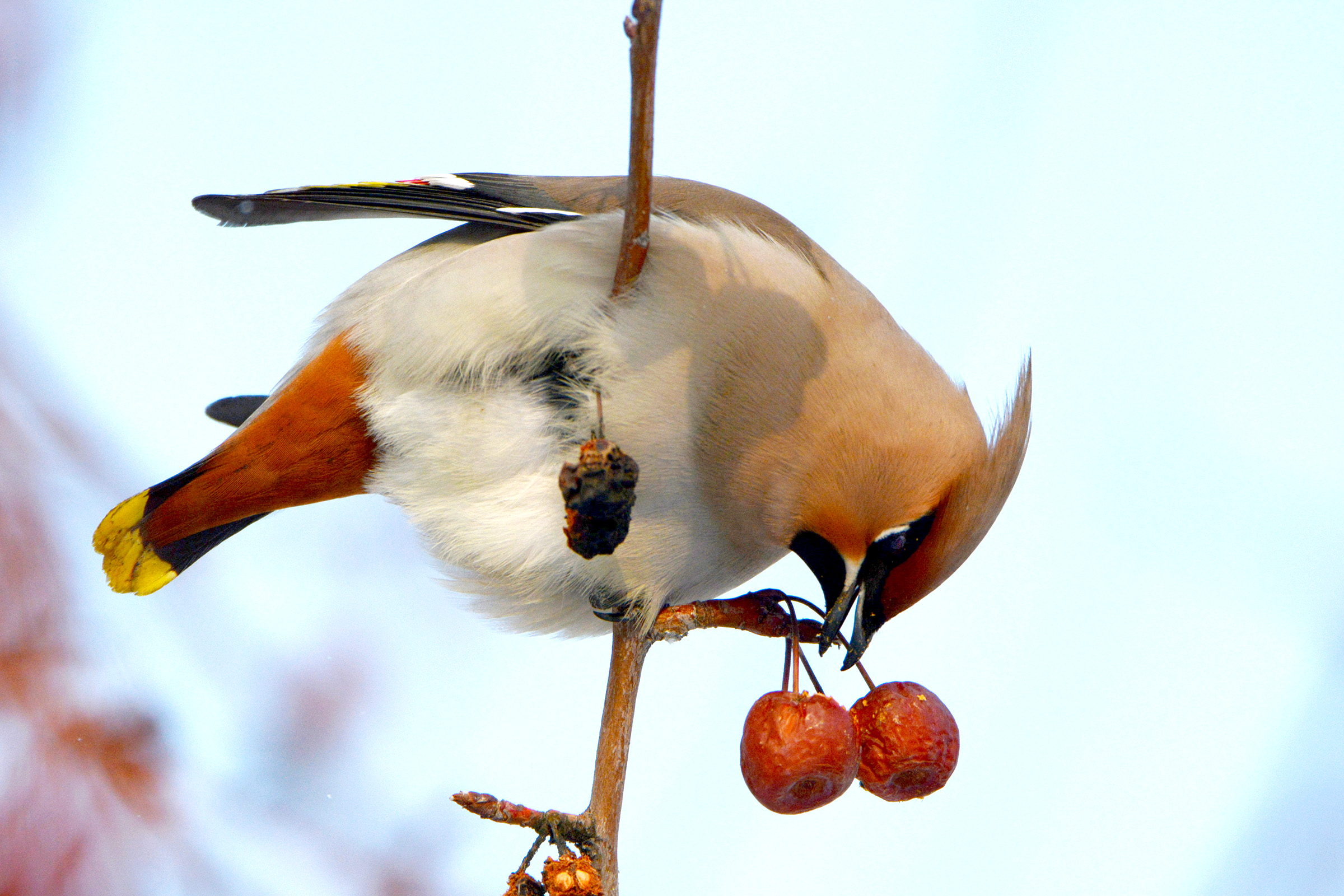 DSC_7182.jpg