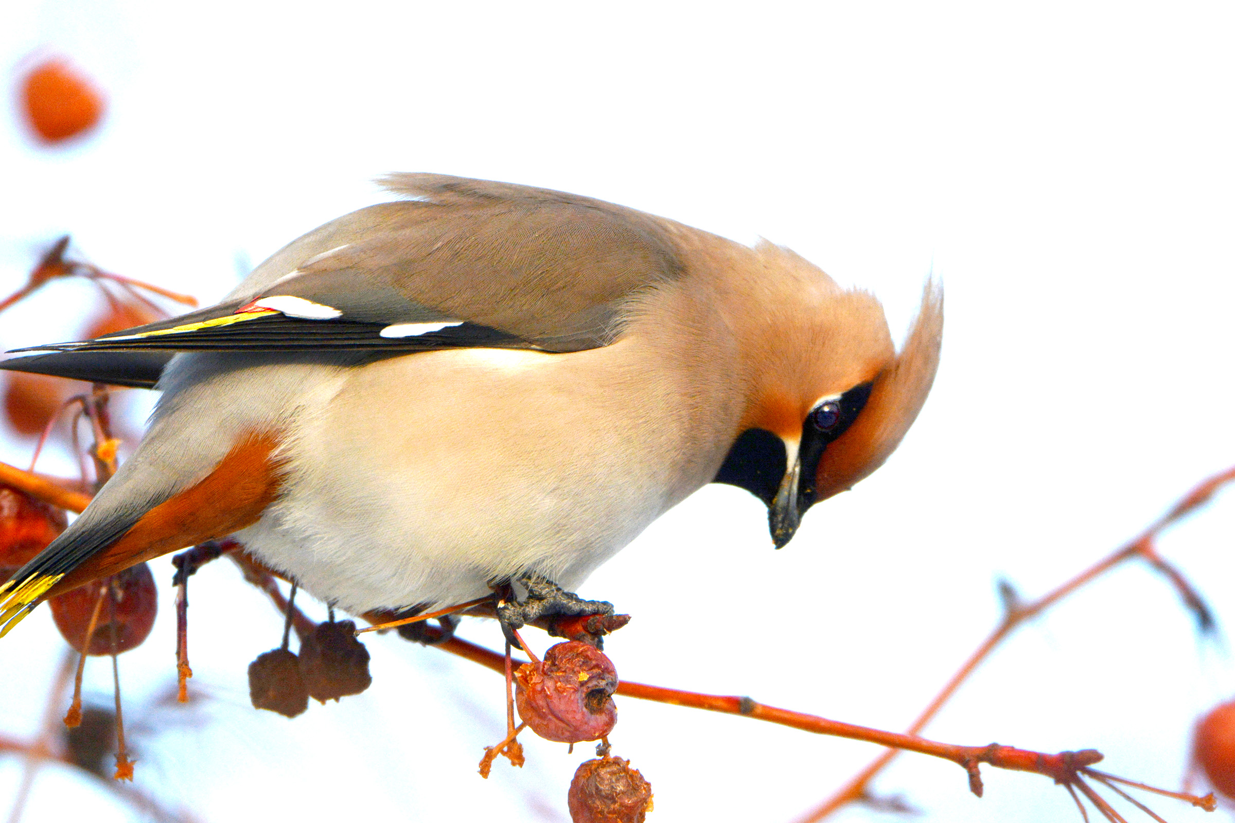 DSC_7186.jpg