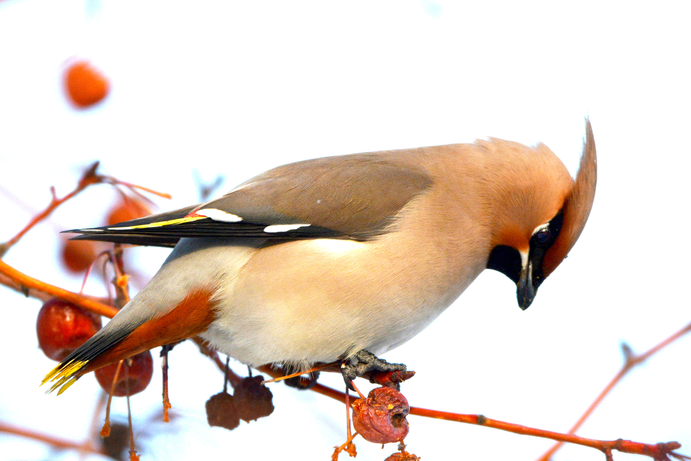 DSC_7188.jpg