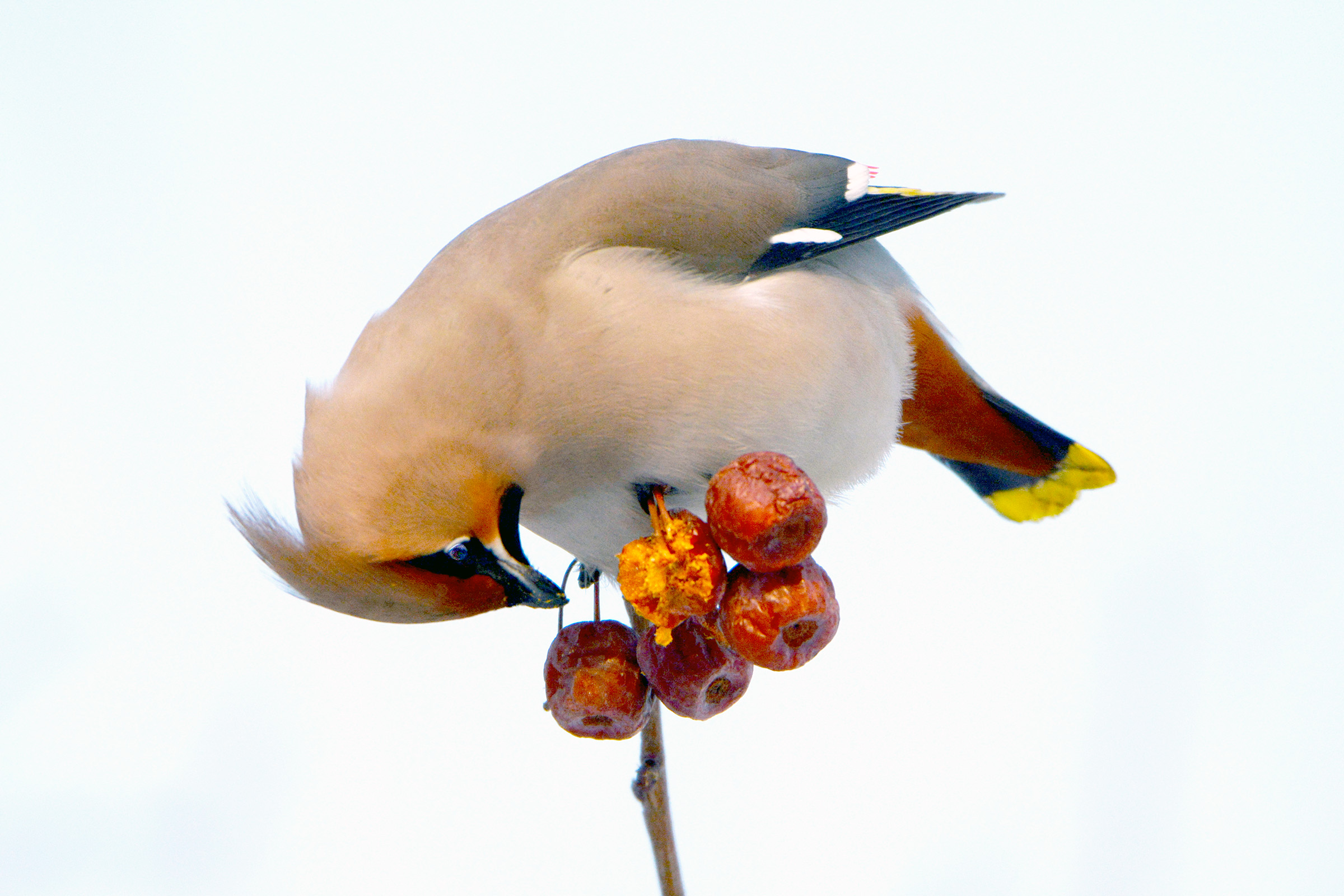 DSC_7178.jpg