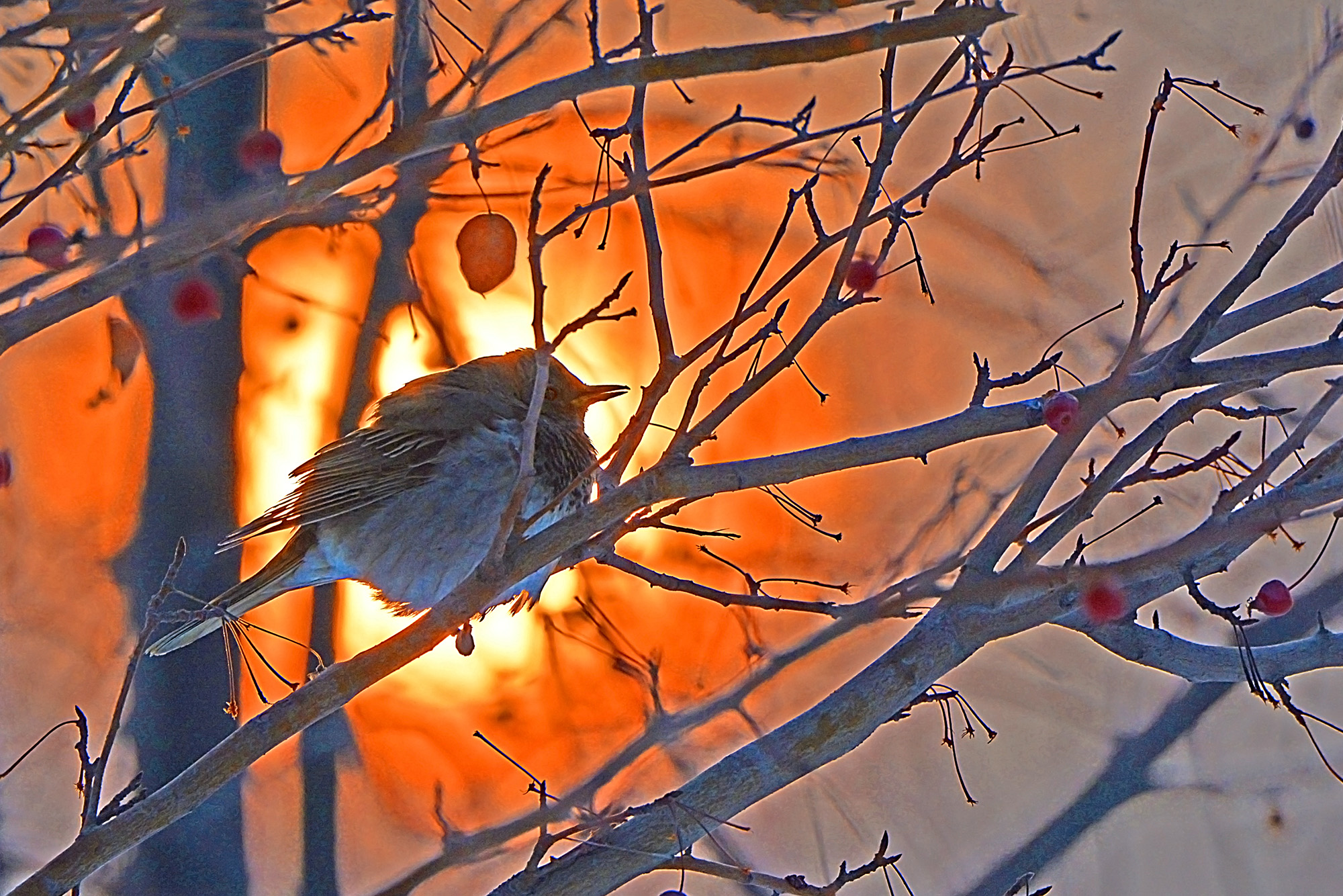 DSC_7409.jpg