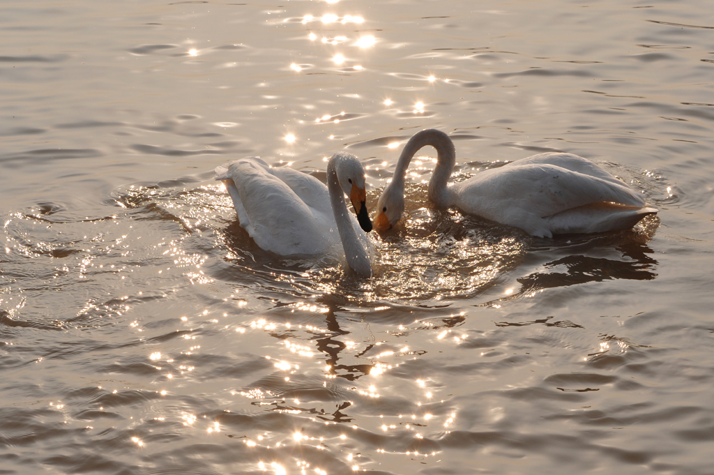DSC_4670.jpg