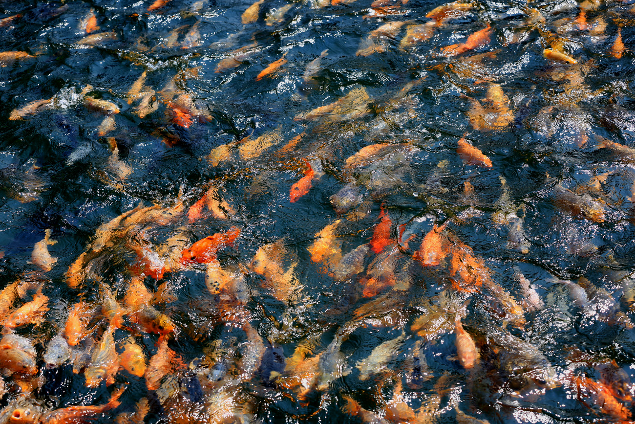 CC5A0820.1300w.jpg
