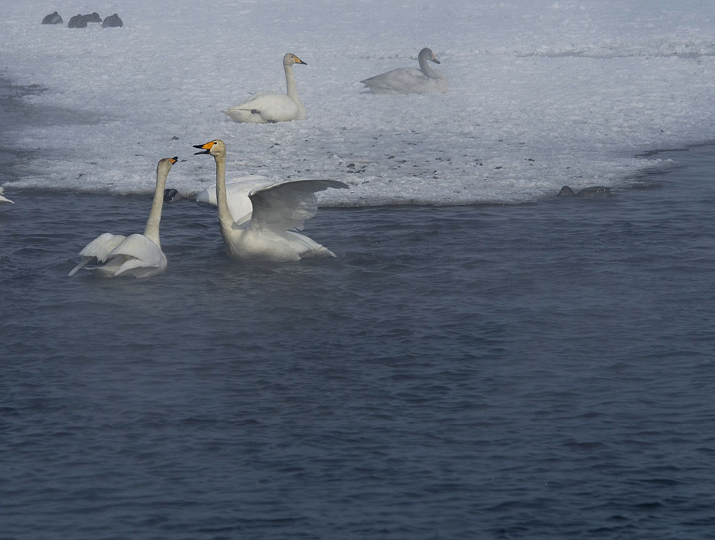 _DSC5114.JPG