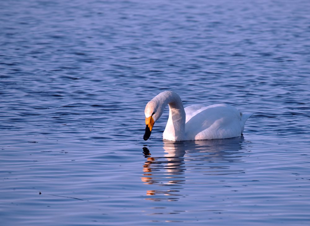DSC_9587__.jpg