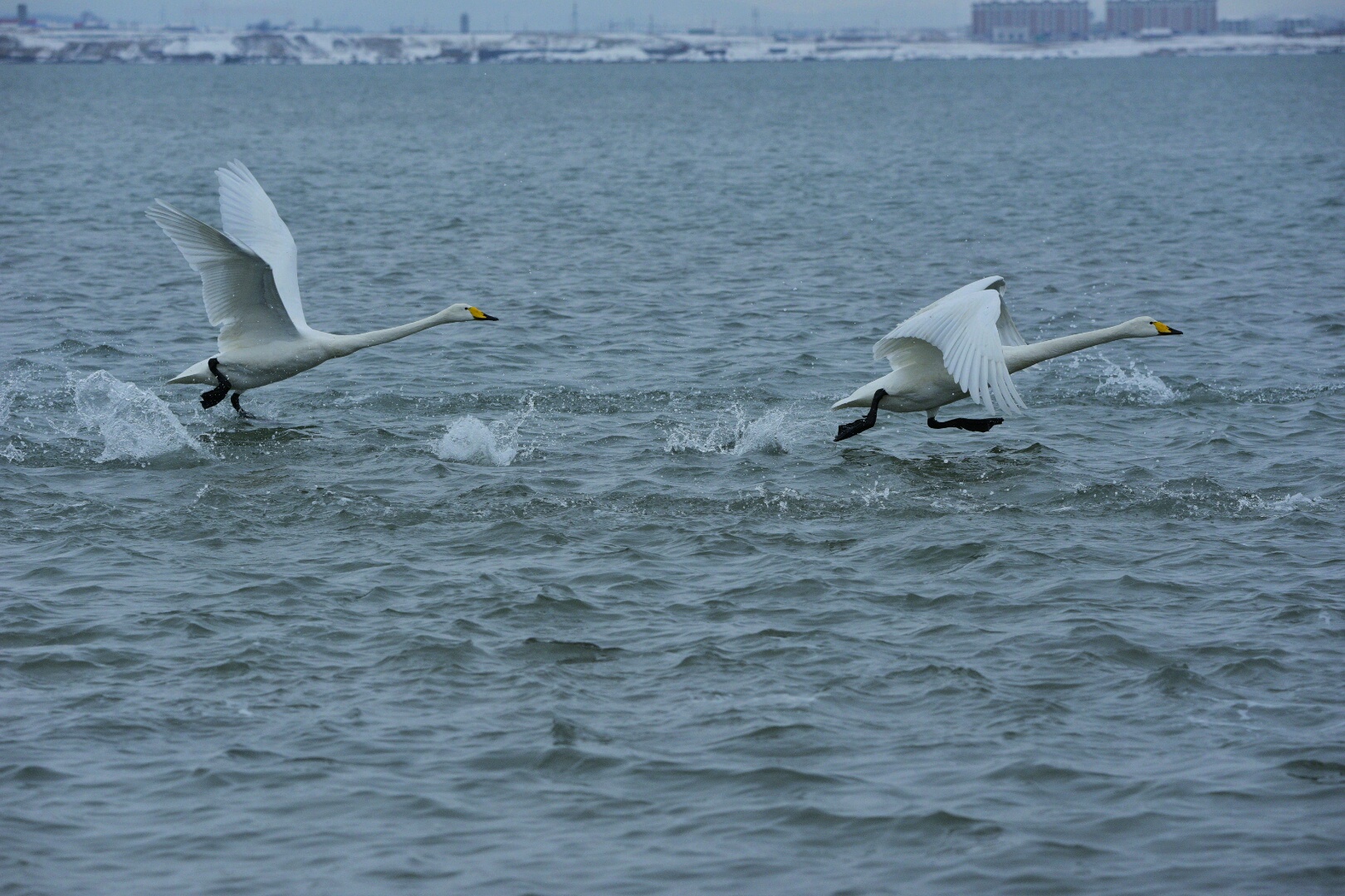 _DSC2620-01.jpeg
