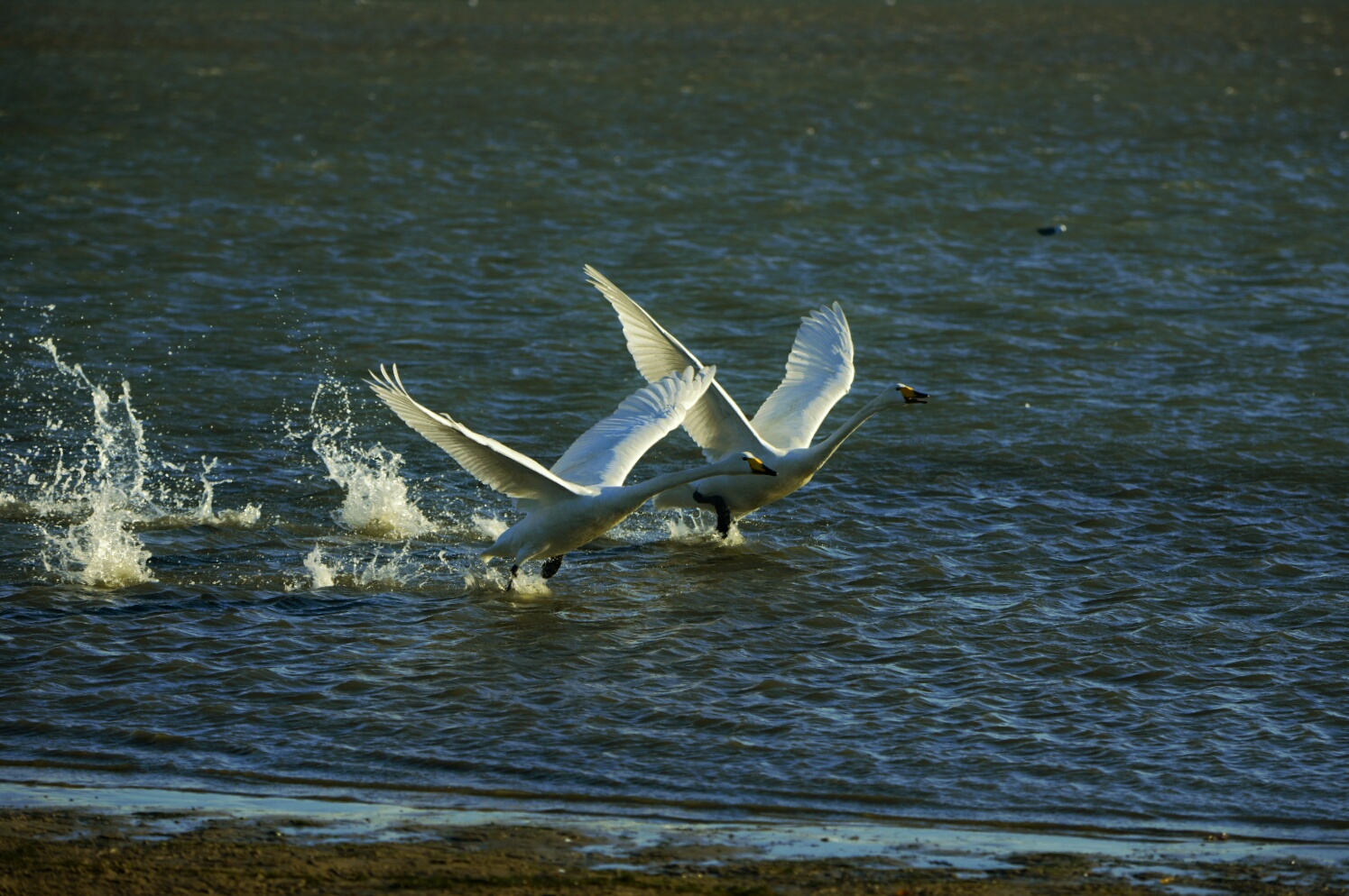 _DSC3102-01.jpeg