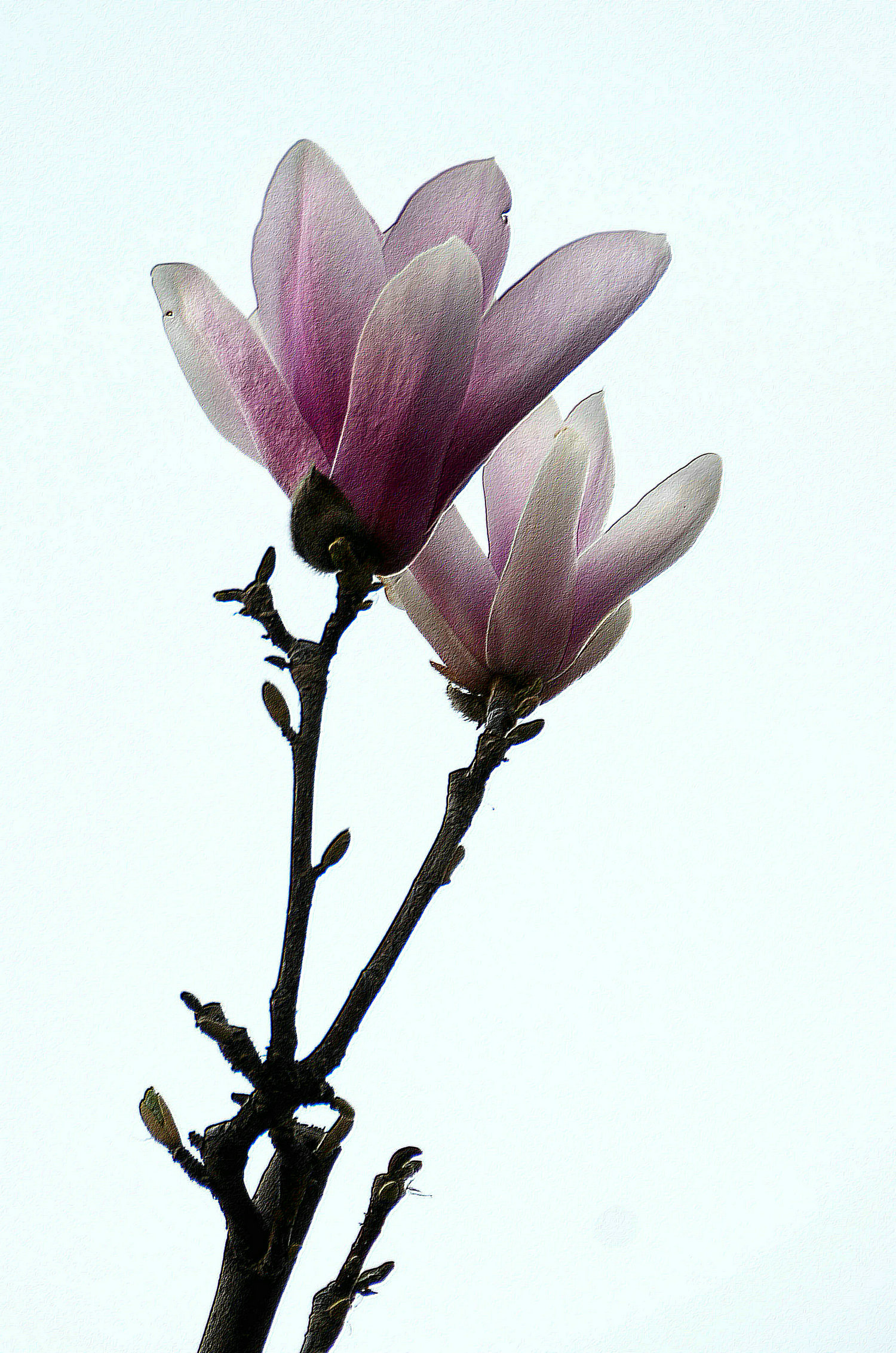 DSC_4428.jpg