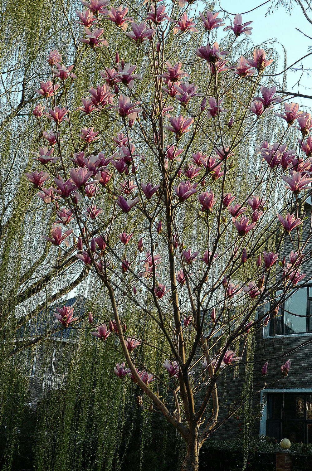 DSC_4533.jpg