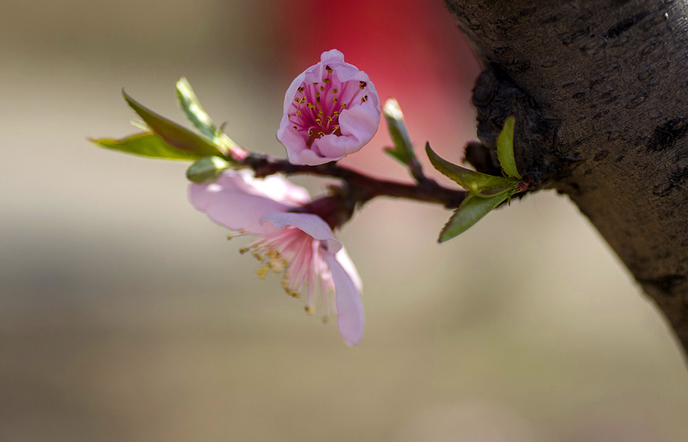 DSC_2196.jpg