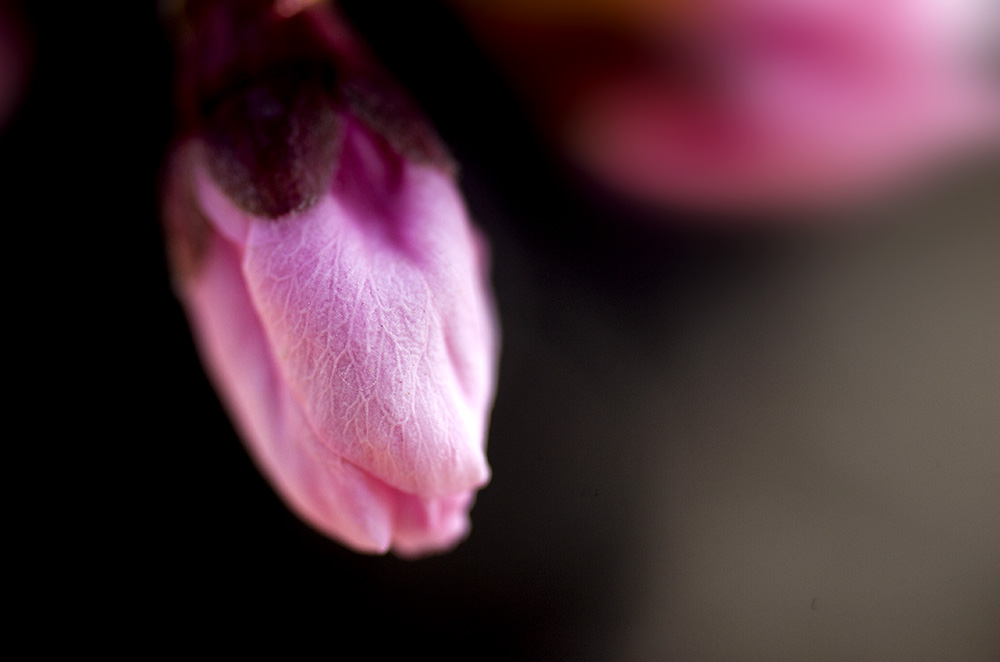DSC_2202.jpg