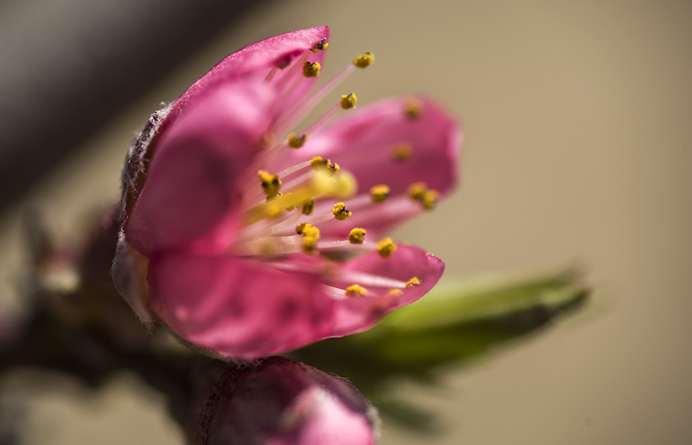 DSC_2233.jpg