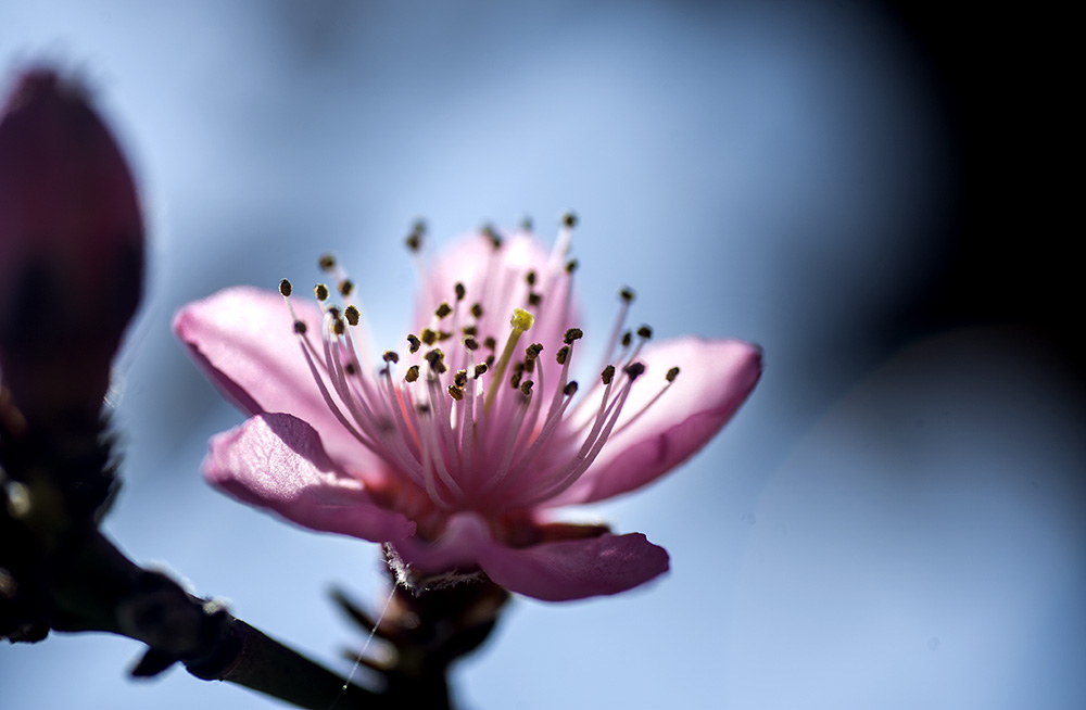 DSC_2239.jpg