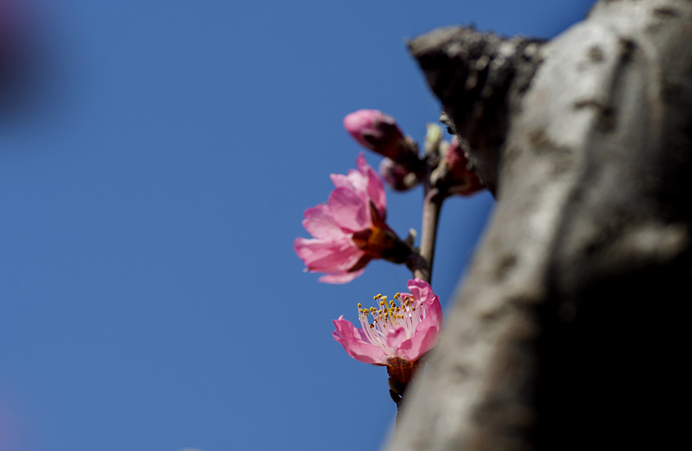DSC_2241.jpg