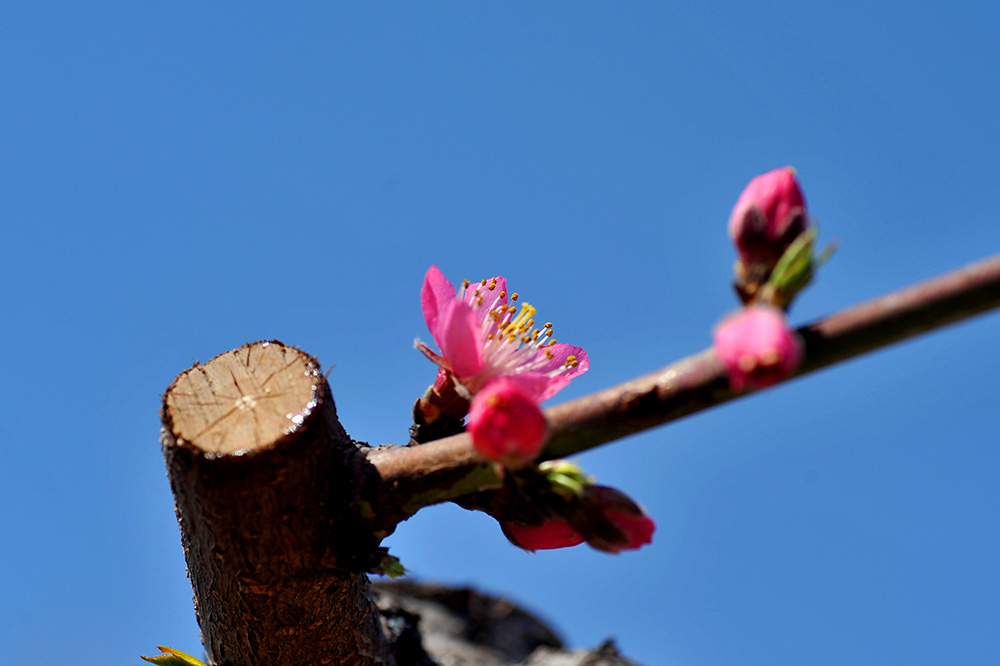 DSC_2242.JPG