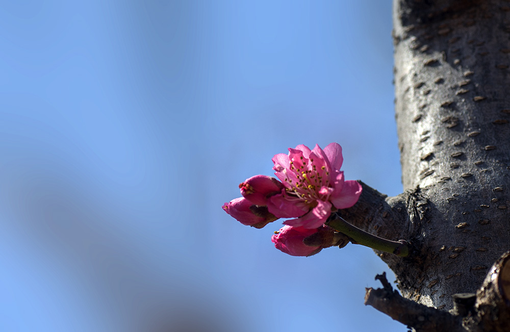 DSC_2243.jpg