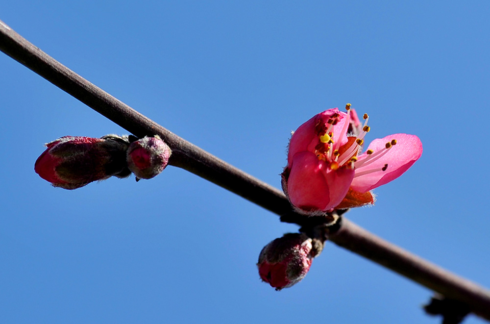 DSC_2244.JPG
