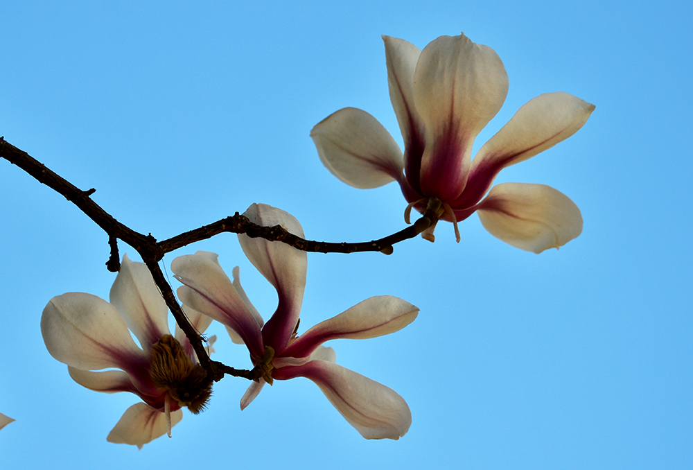 DSC_6788.JPG