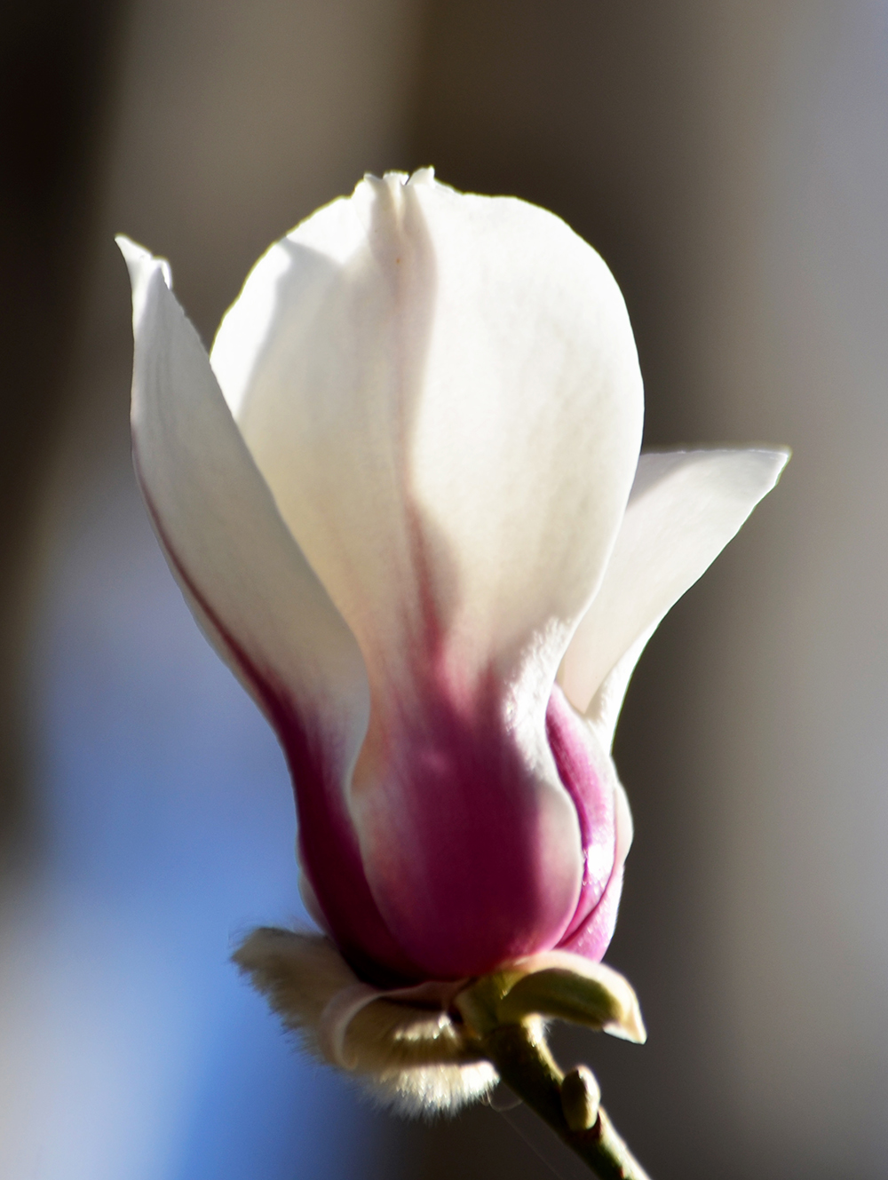 DSC_6911.JPG