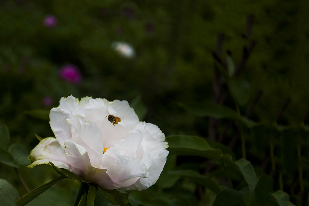 DSC_4842-1.jpg