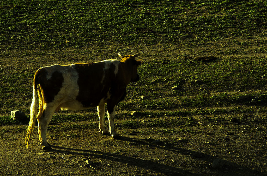 DSC_7098.jpg