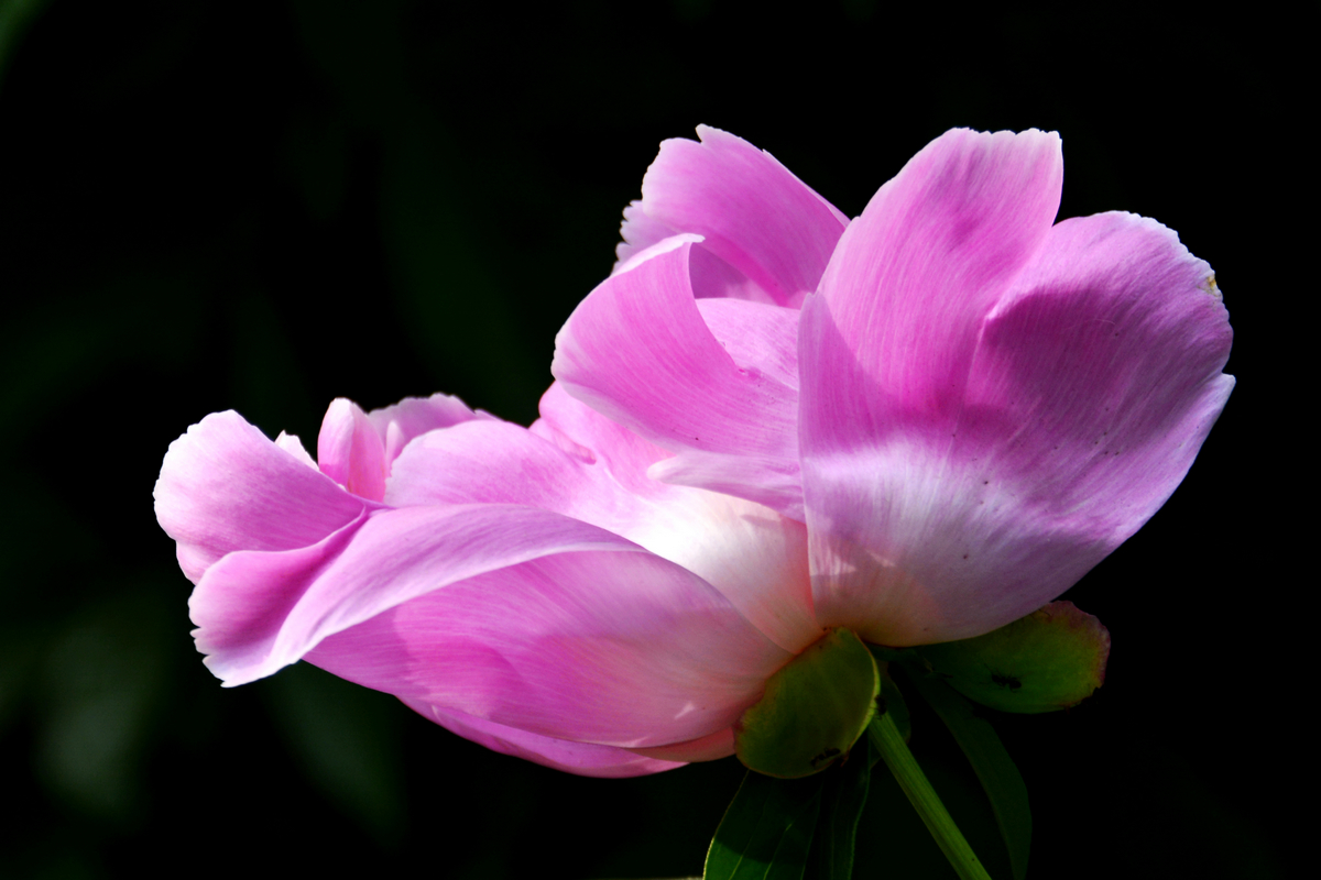 nEO_IMG__DSC8611.jpg