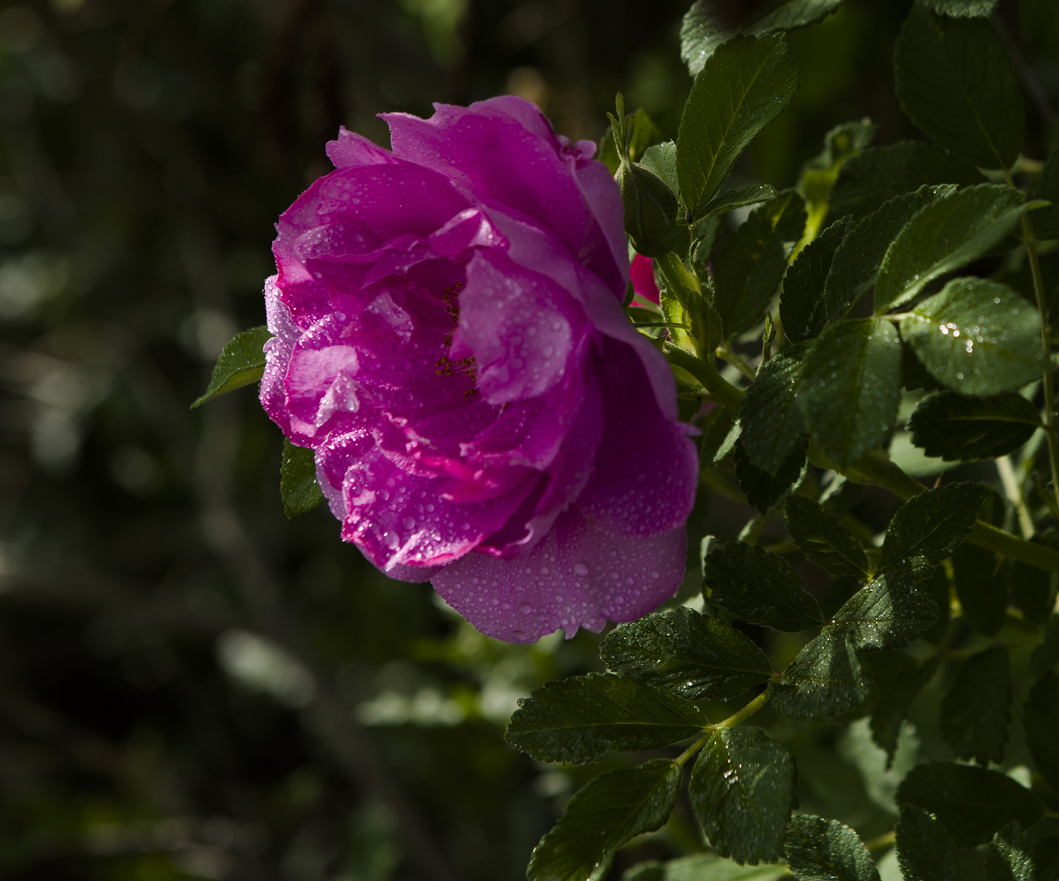 _DSC2952.JPG