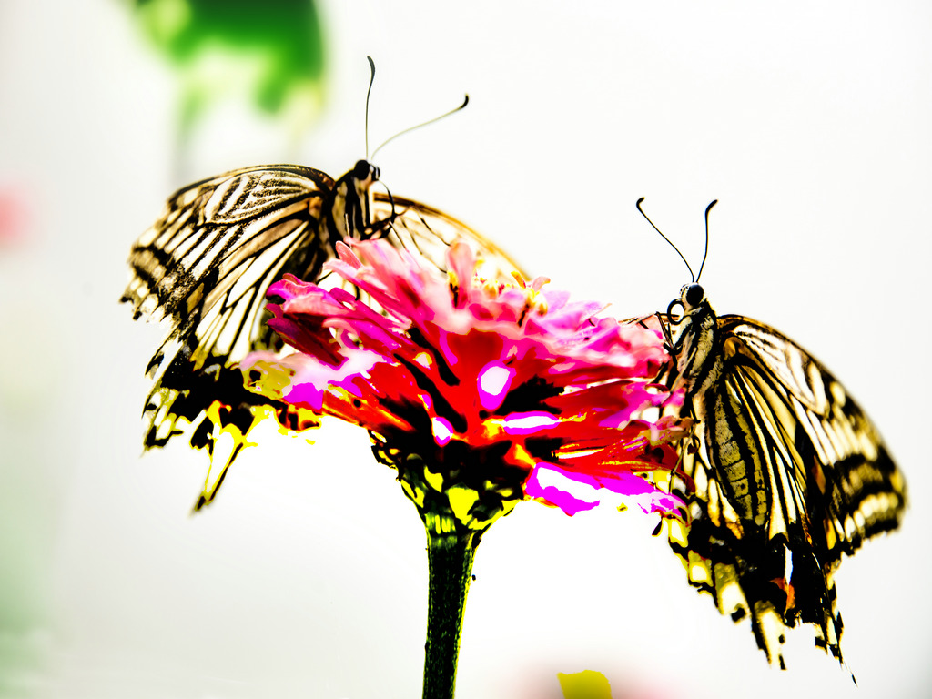DSC_6463.jpg