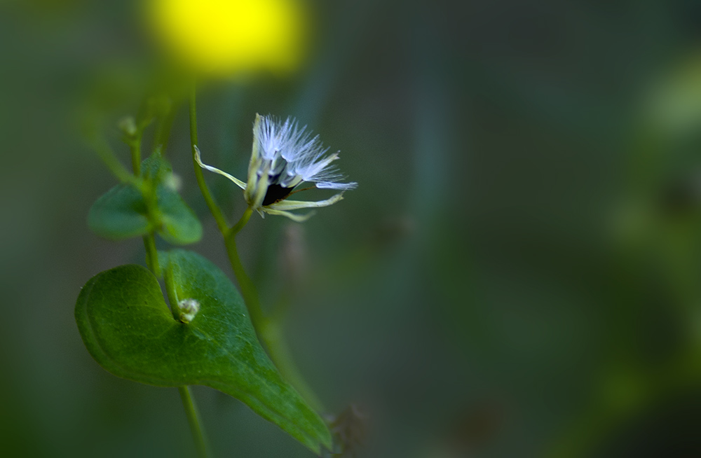 DSC_0013.jpg