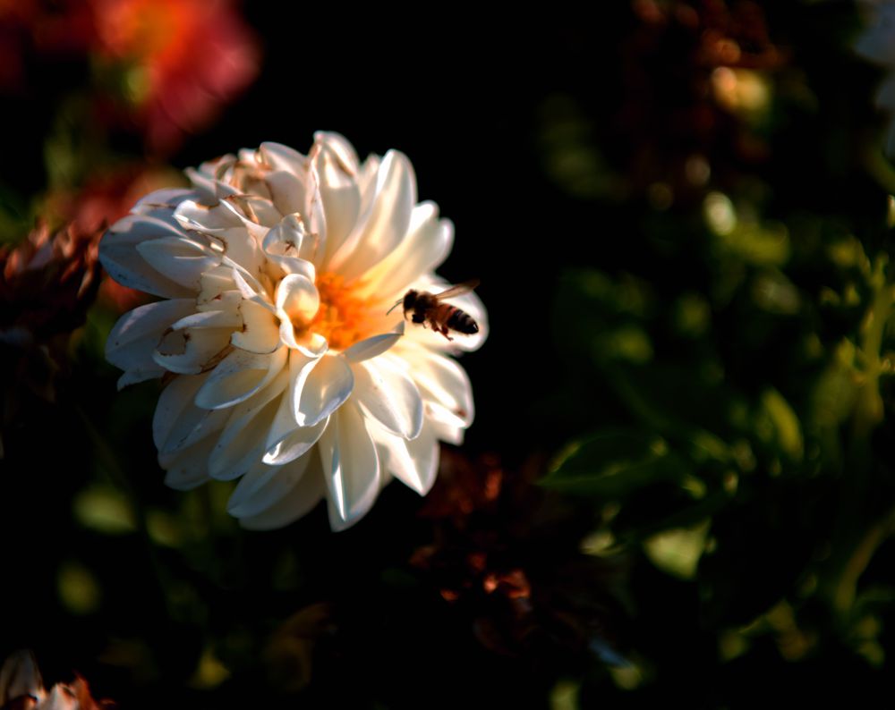 DSC_5371_.jpg