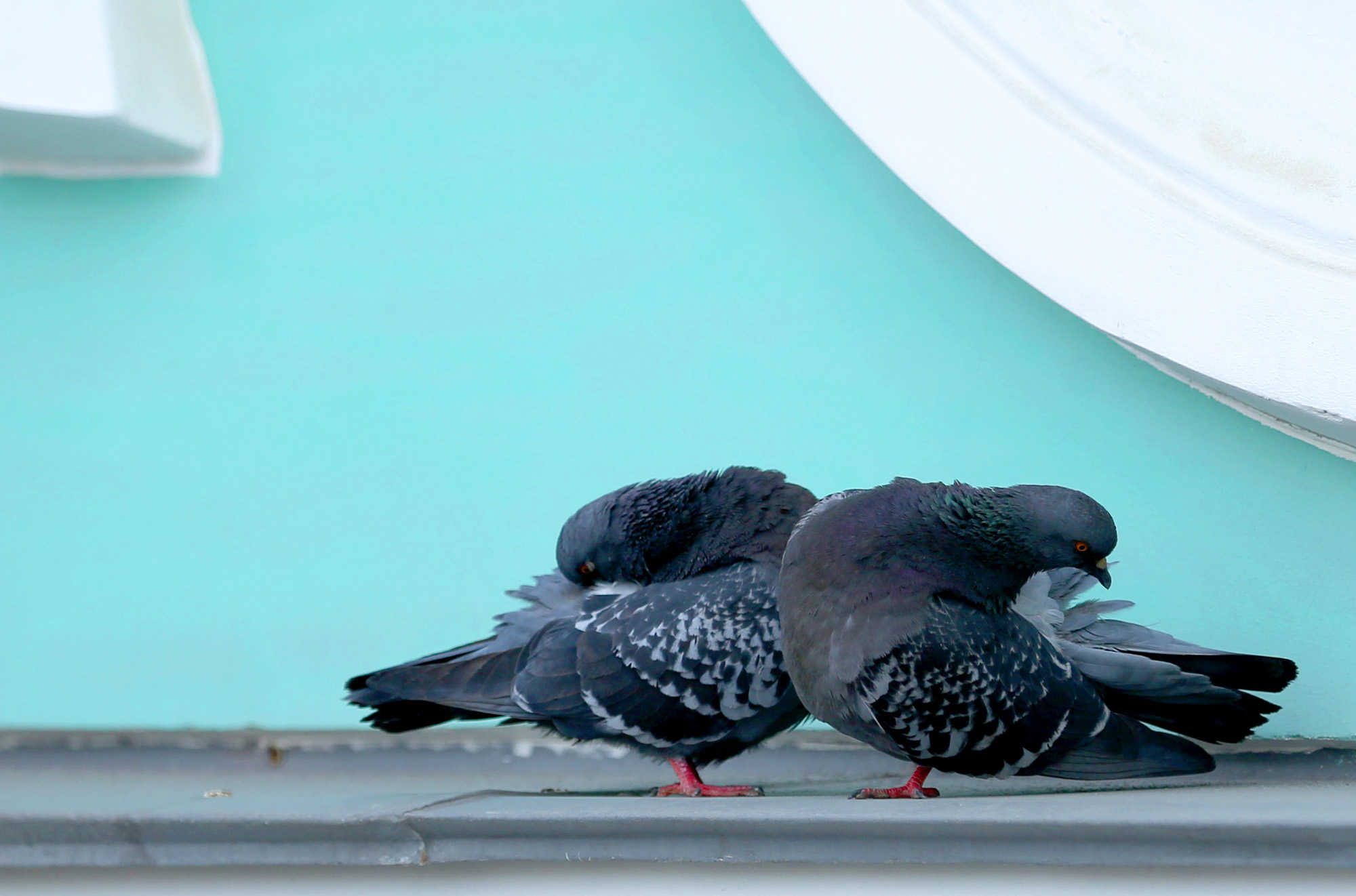 CC5A7080 2000w.jpg