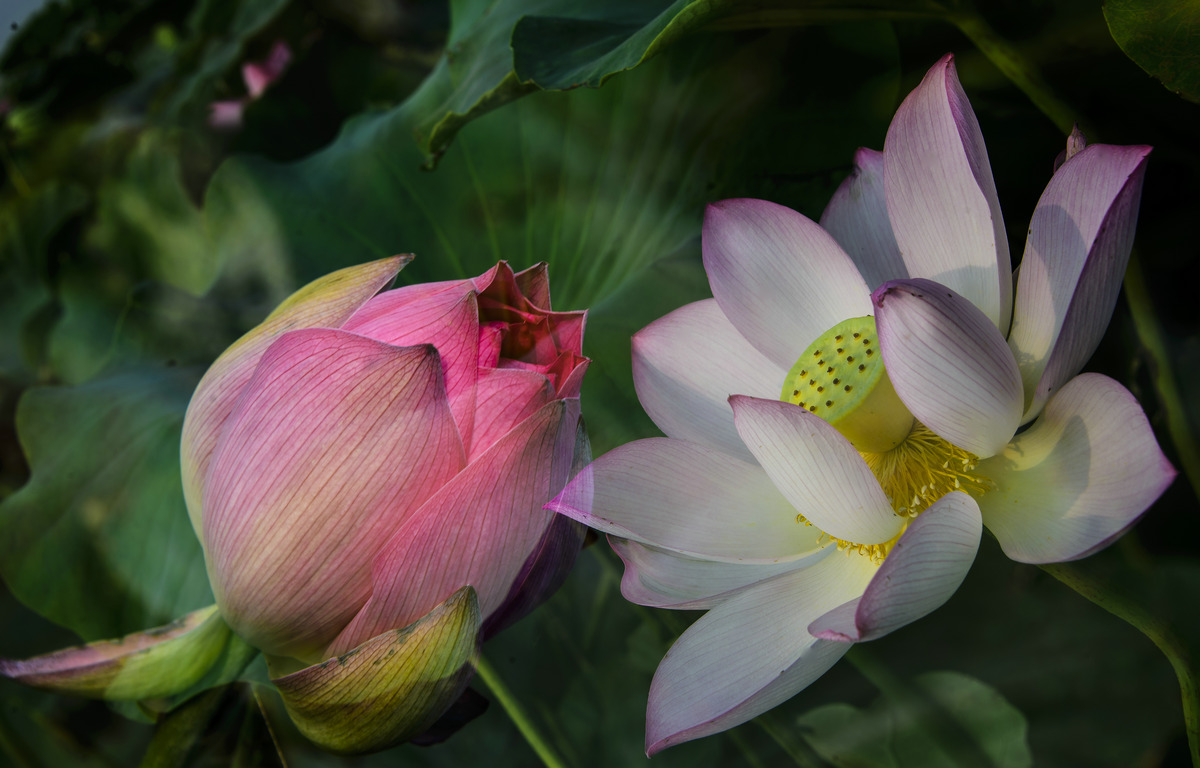 DSC_6709.jpg