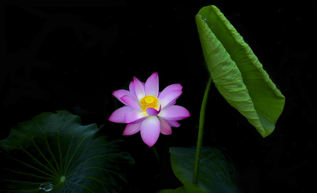 DSC_6516c.jpg
