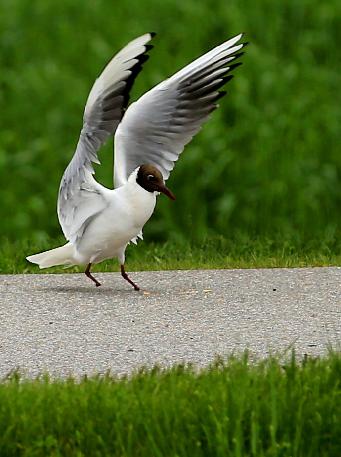 CC5A8078a.690w.jpg