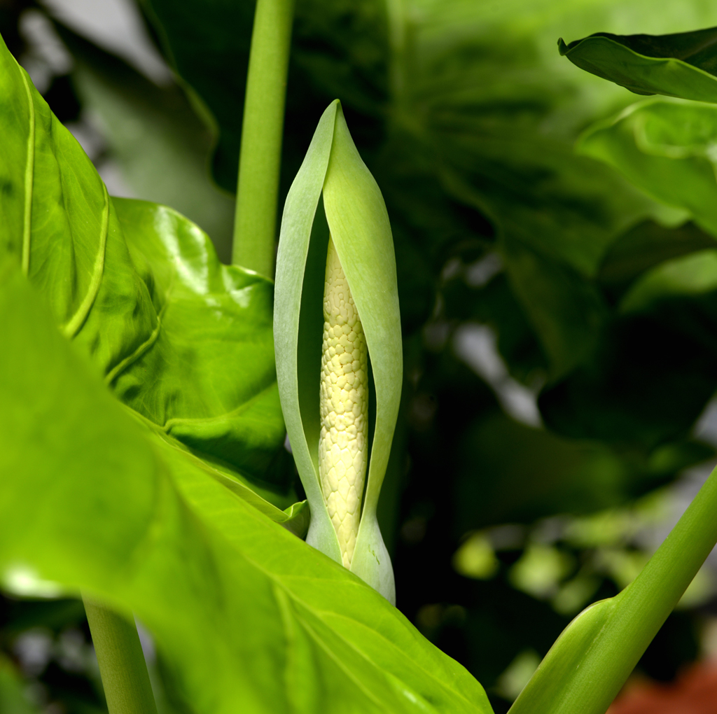 _DSC8896.jpg