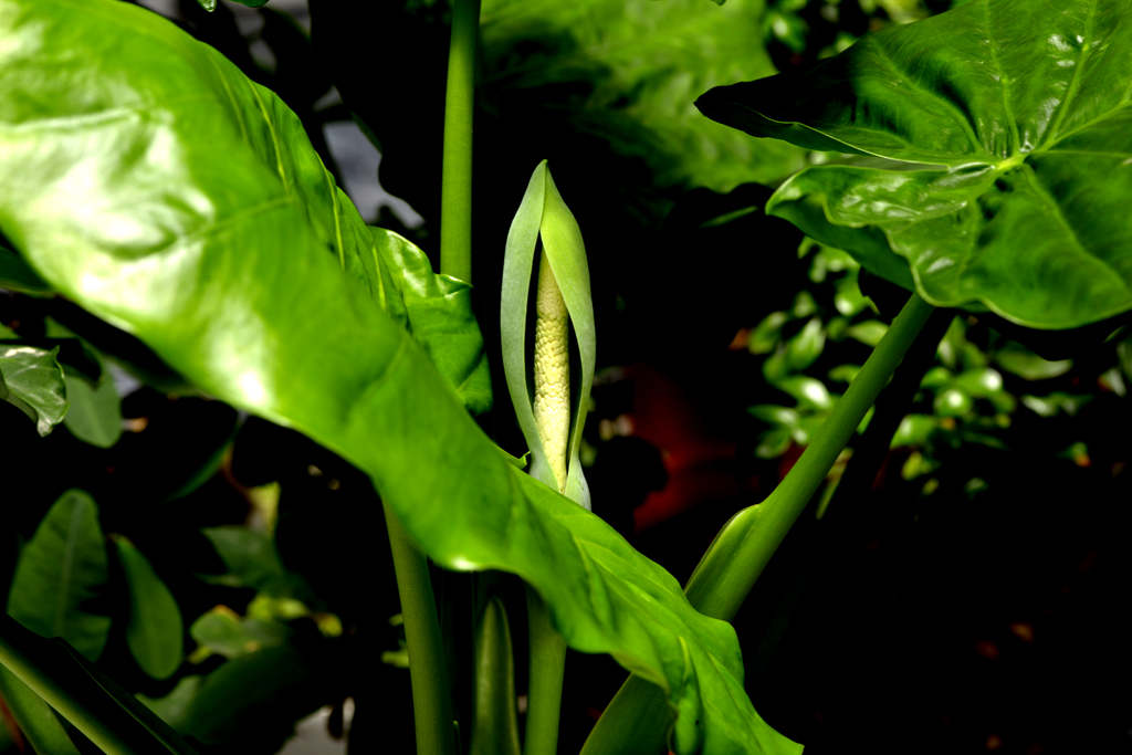 _DSC8899.jpg