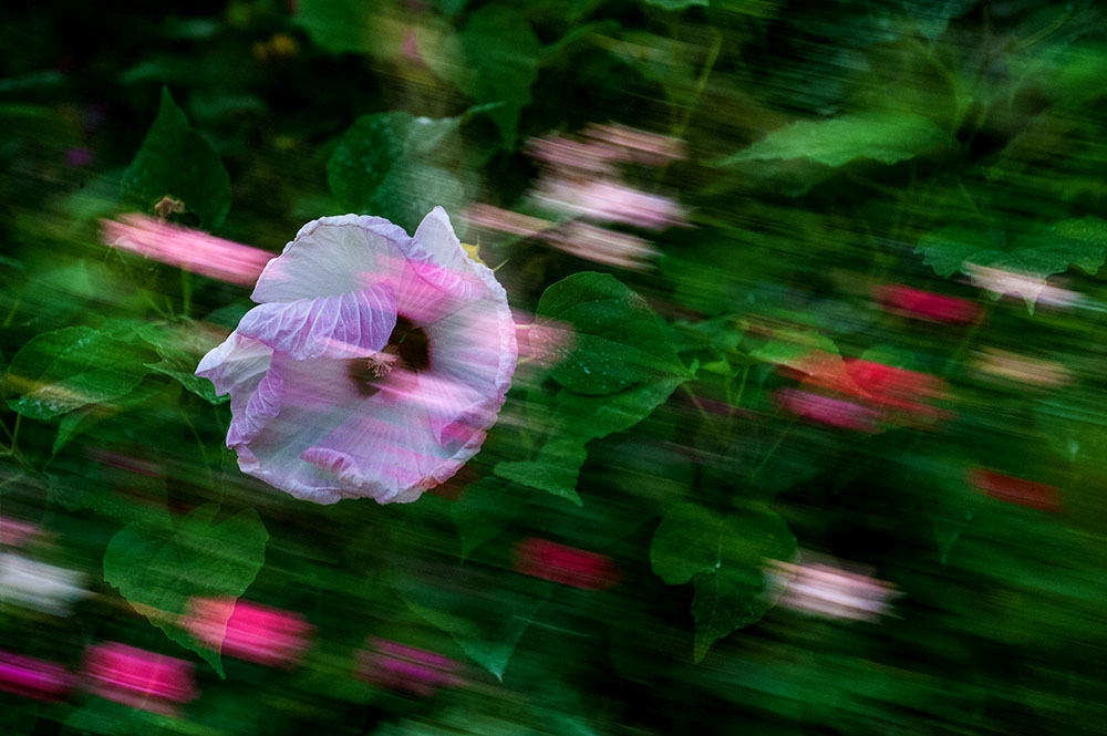 DSC_1017-1.jpg