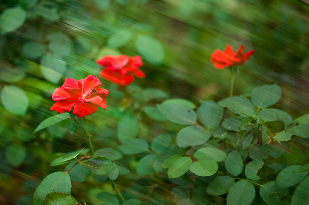 DSC_1115-1.jpg