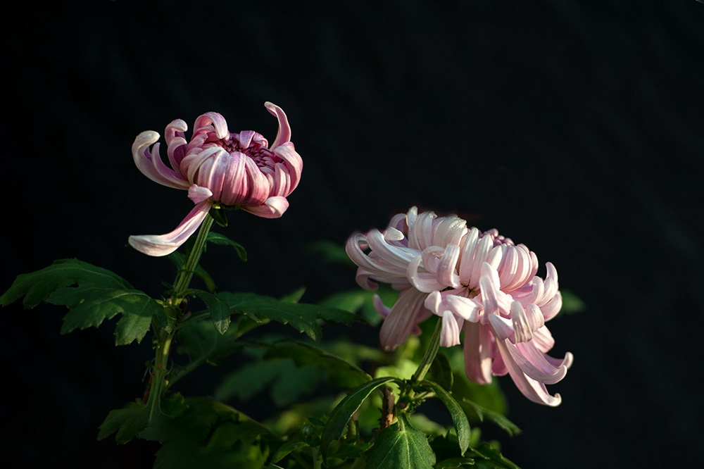 DSC_1466-1.jpg