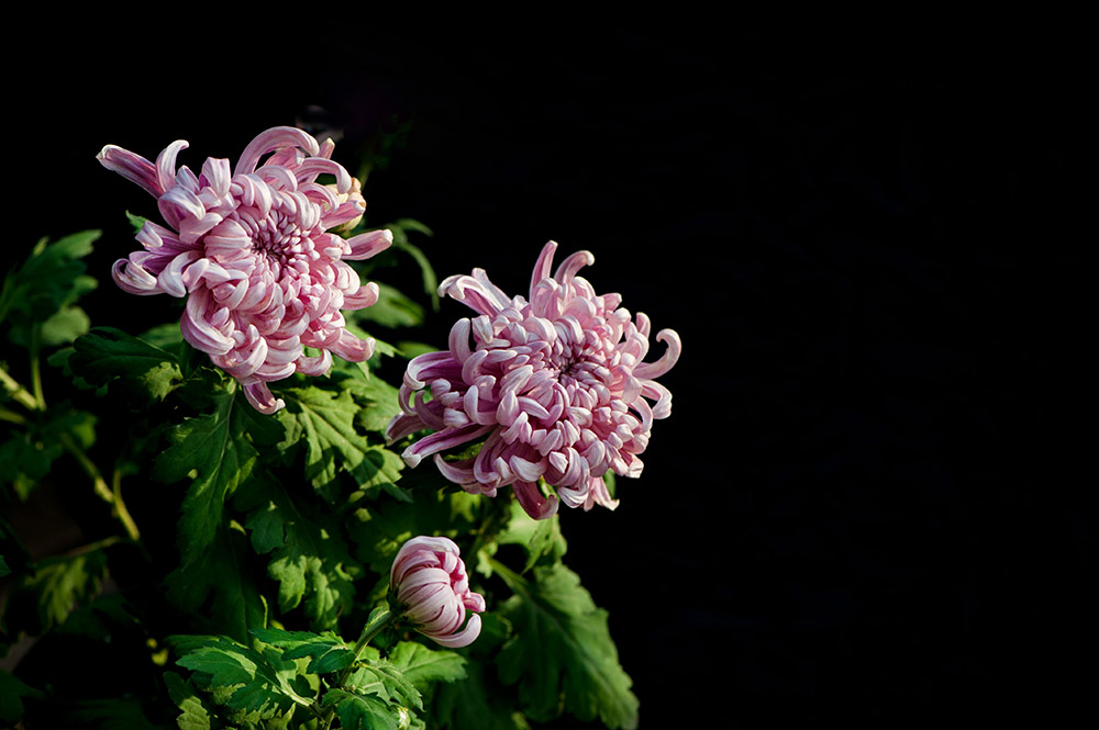 DSC_1488-1.jpg