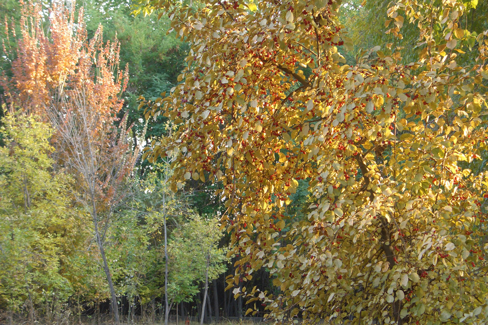 CIMG6635.jpg